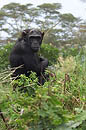Chimp Kenya